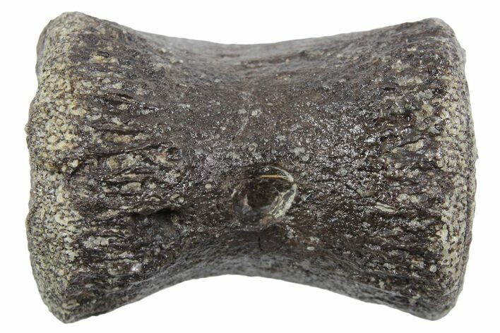 Fossil Dinosaur Caudal Vertebra - Bone Cabin Quarry, Wyoming #357032